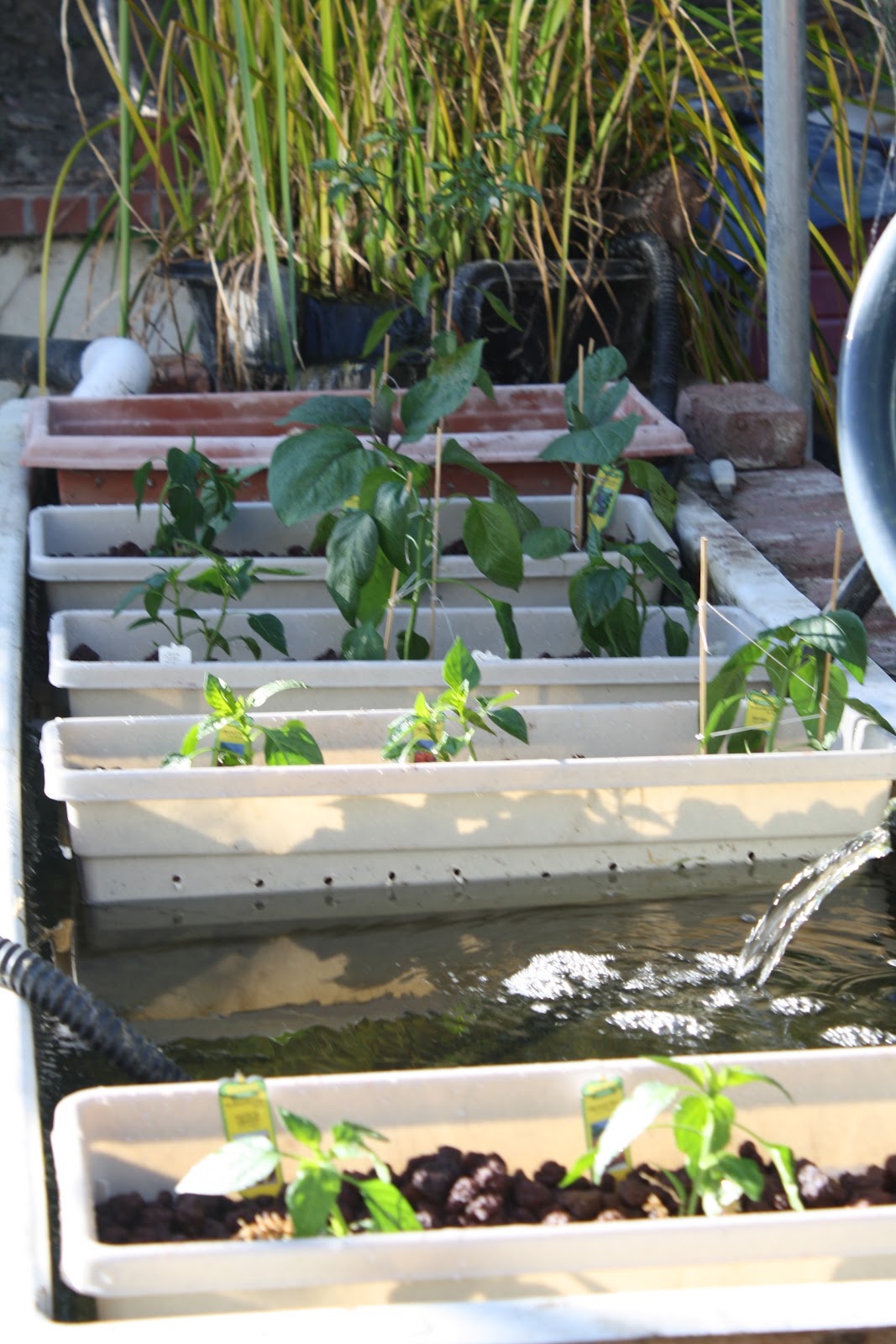 sustainable living by josh ball: aquaponic system