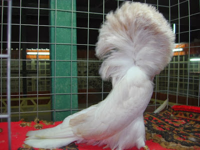 Jacobin pigeons for sale, fancy pigeons Jacobin for sale opal color