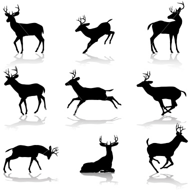 Cartoon Images Of Deer. I can learn how the deer moves