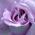 lavender rose