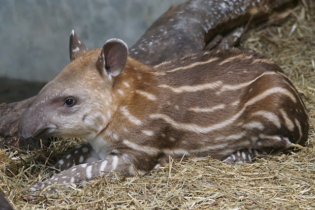 Image: Perissodactyla Tapir, by Marcel Langthim on Pixabay