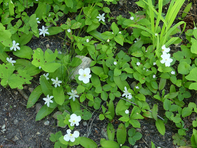 three kinds of white flowers