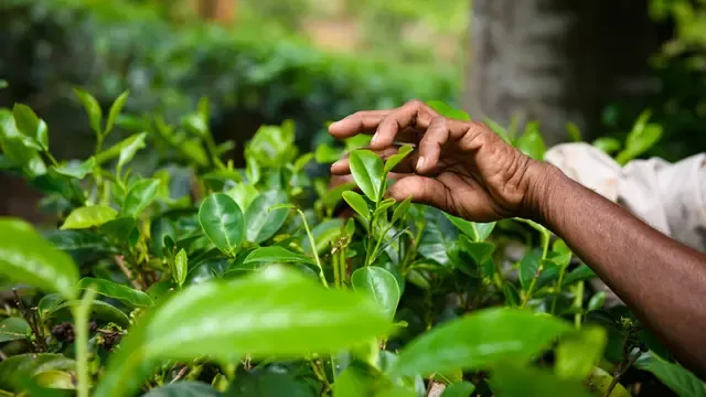 Kebun Teh