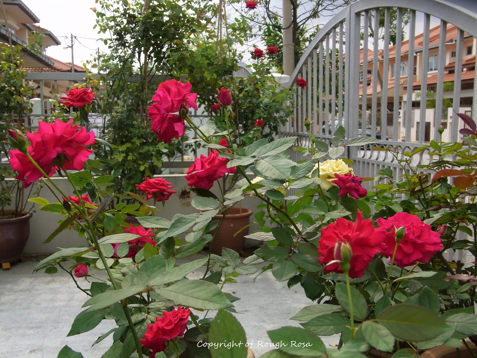 Rosa Sifu Si Pencinta Bunga Mawar Red roses red roses 