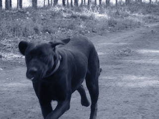 Black dog running along forest path