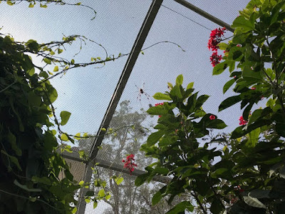 Spider Pavilion, Natural History Museum