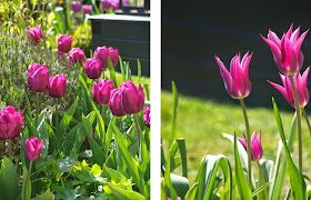 Tulipaner Purple Prince og Maytime er smukke lilla tulipaner til haven