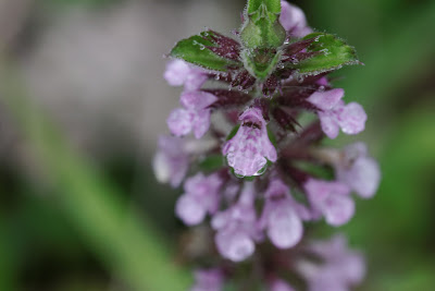 Teucrium vesicarium