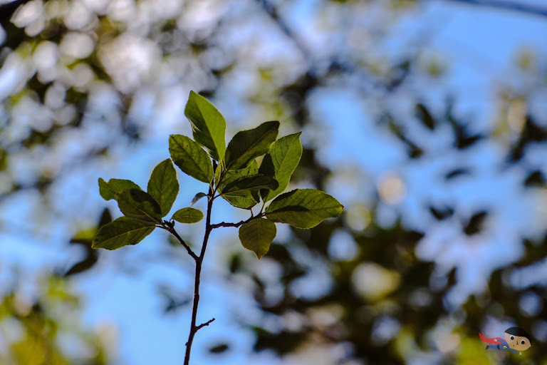 Leaf - Nature Photography