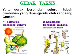 Image result for gerak taksis