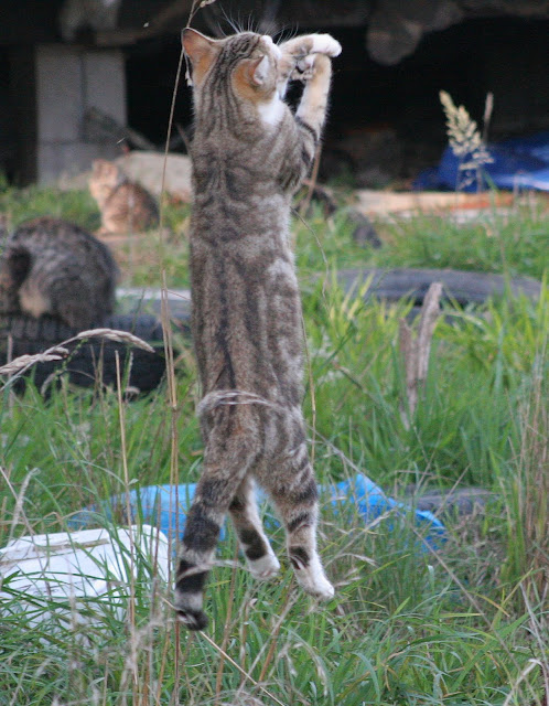 Tabby feral cat leaps in the air to catch a bug