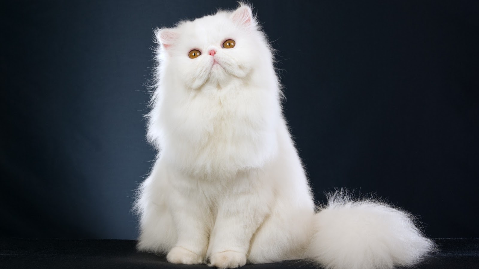 Download 95 Gambar Kucing Persia Peaknose Keren Gratis