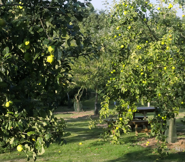 Apple trees with unripe fruit catching morning sun