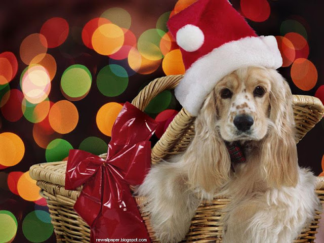 Sweet Christmas Dog 2013 Happy New Years Hd Desktop Wallpaper