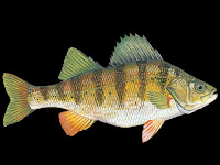 Yellow Perch Fish Pictures