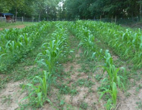 Trucker's Favorite field corn on the 4th of July