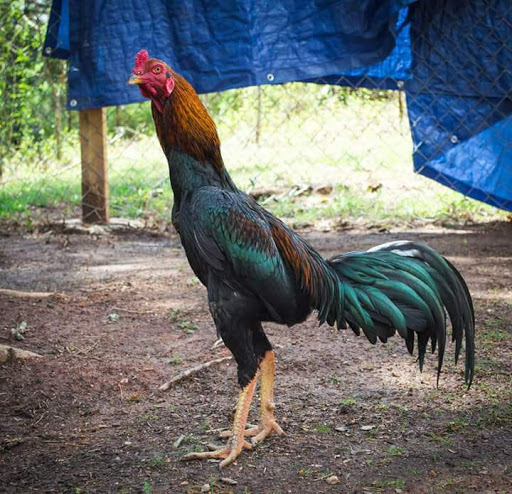 Ayam Adun Shamo