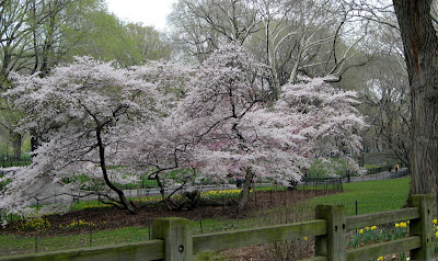 Spring Cherry Blossoms Central Park NYC