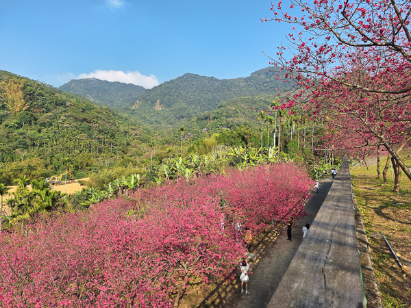 嘉義番路半天岩紫雲寺半天岩櫻花園區，壺豆花賞櫻園區免費參觀