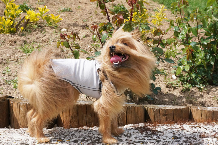 T-shirt prêt-à-porter : Isabelle Courtenay, créatrice mode pour chien