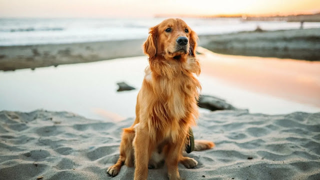 Golden Retrievers