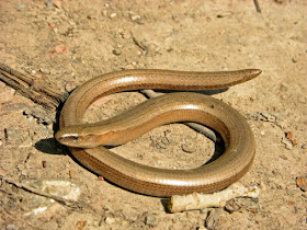 lucion Anguis fragilis