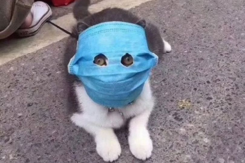 Takut Virus Corona Kucing  Ini Dipasangi Masker  oleh 