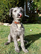 Tilly 15 weeks whippet x bedlington