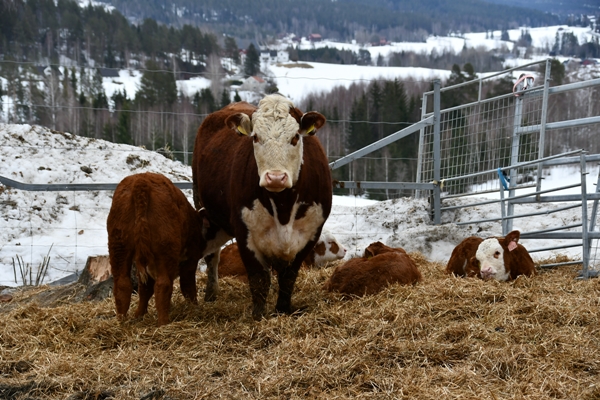 hereford ku kalver