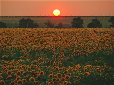 sunflower pictures