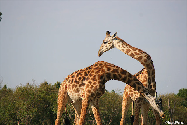 Most Stunning Wildlife Pictures of Maasai Mara, Kenya