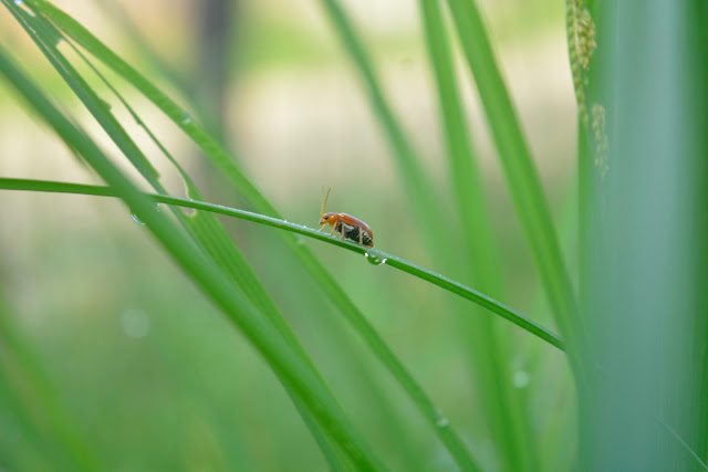 Beetle On Macro Photography