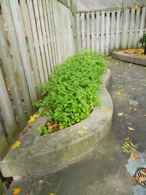 Toronto Downtown Fall Cleanup Before by Paul Jung Gardening Services--a Toronto Organic Gardening Services Company