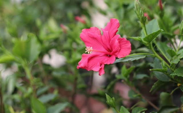 Hibiscus Flowers Pictures