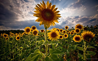 Sun Flowers HD Wallpaper