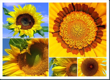 FLOR LEAO