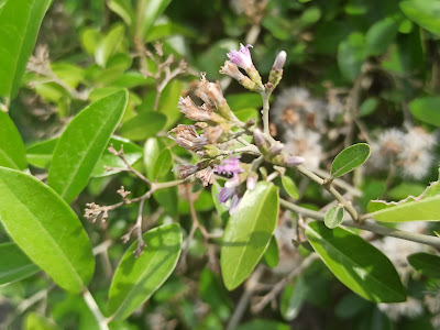 Tarlmounia elliptica, Si Rambat Lee Kwan Yew Berdaun Tirai