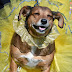 Halloween Pet Safety Tips