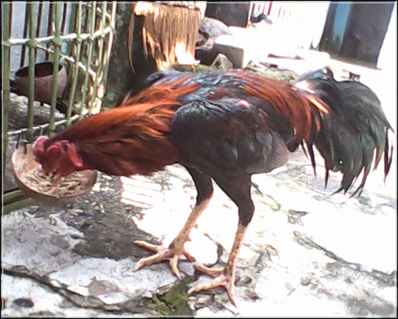 Tips Cara Melatih Ayam Bangkok Agar Menjadi Ayam Super