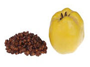 quince seed