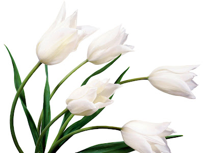 Gorgeous White Tulips by cool and beautiful wallpapers