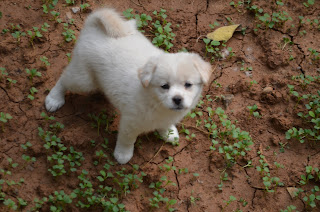 Mi perro se rasca: pulgas, garrapatas y otras causas