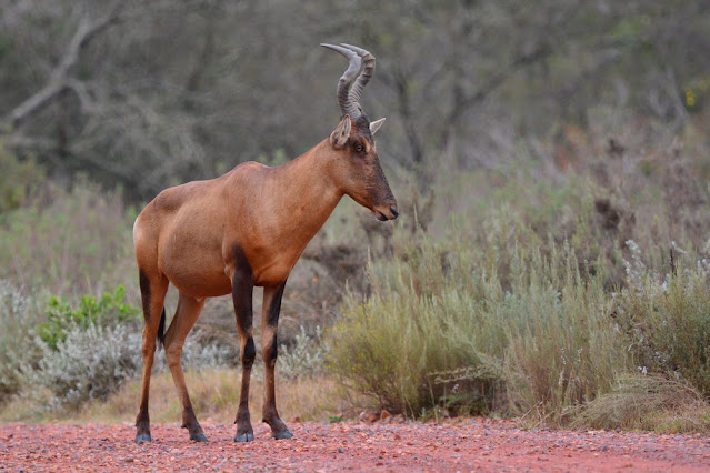 Alcephalus caama