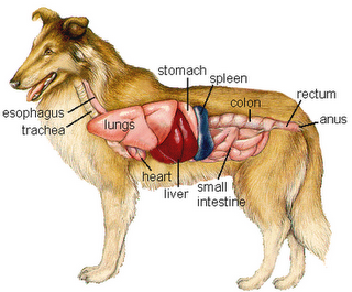 Dog Health and Your Responsibility