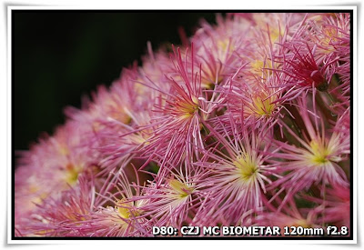 圓玄學院2009菊花展(Chrysanthemum Show 2009 at The Yuen Yuen Institute)@Carl Zeiss Jena MC BIOMETAR 120mm f2.8