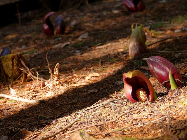 Symplocarpus renifolius