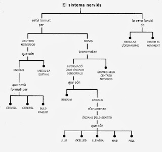 http://www.xtec.cat/~rvillanu/nervios/esquema.htm