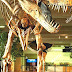 California Academy Of Sciences - Dinosaur Museum San Francisco