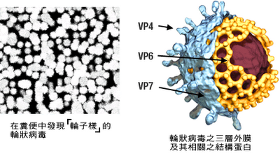 輪狀病毒 - 輪狀病毒今冬發威