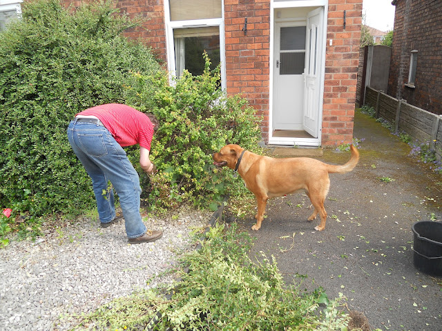 Sheba watching Dad